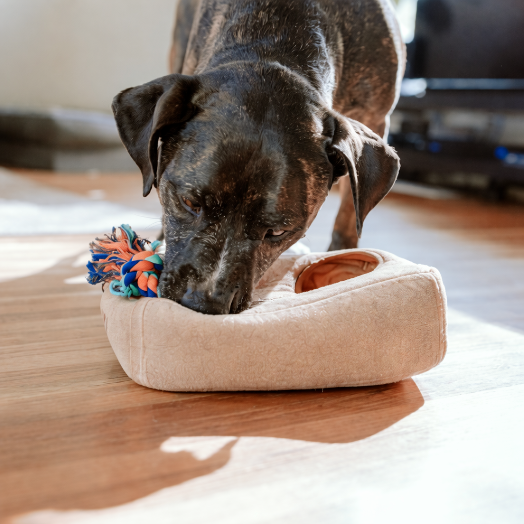 How to Train Your Dog Using High-Value Treats