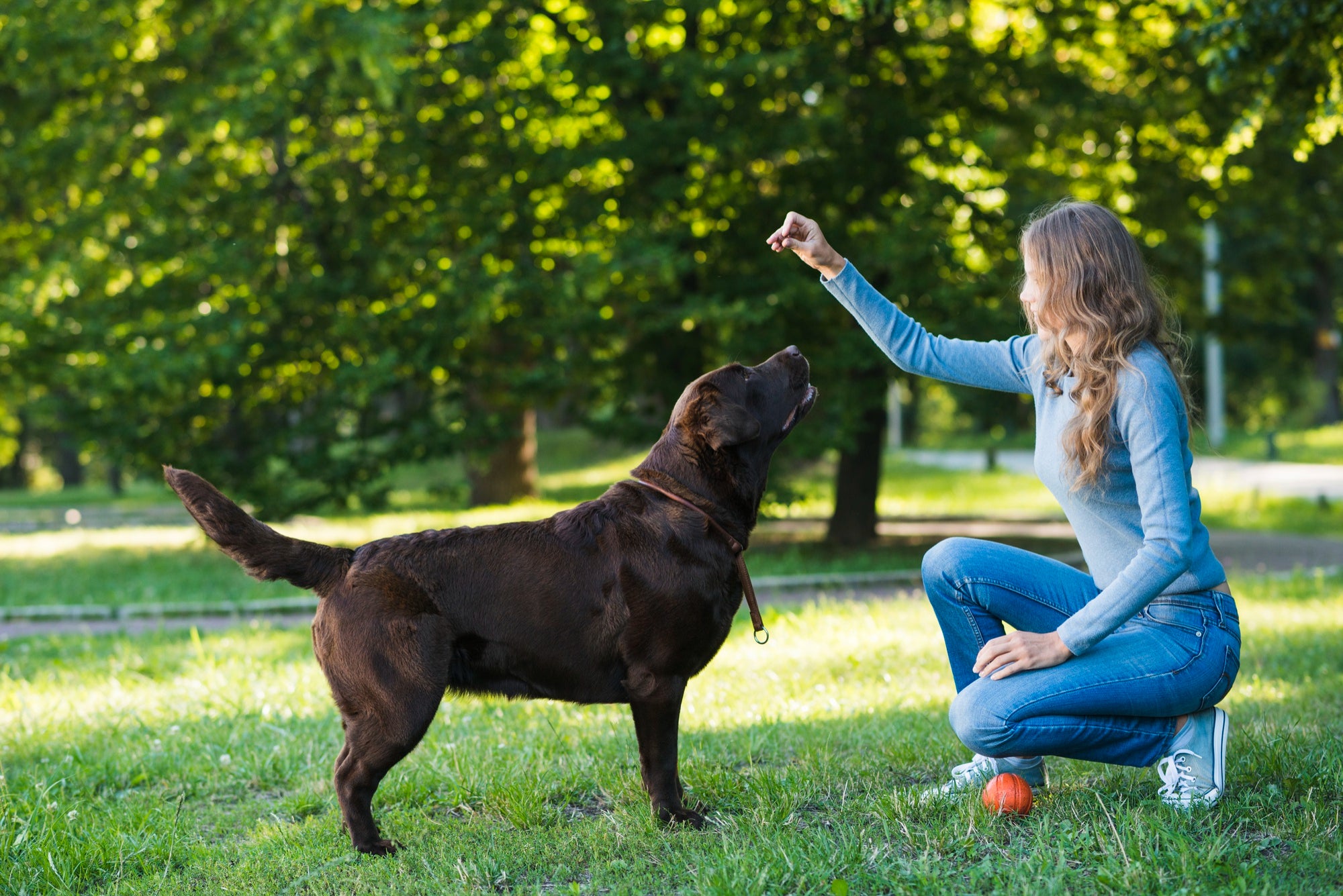 Shop Freeze-Dried Single-Ingredient Dog Treats