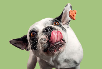 K9 Krunch