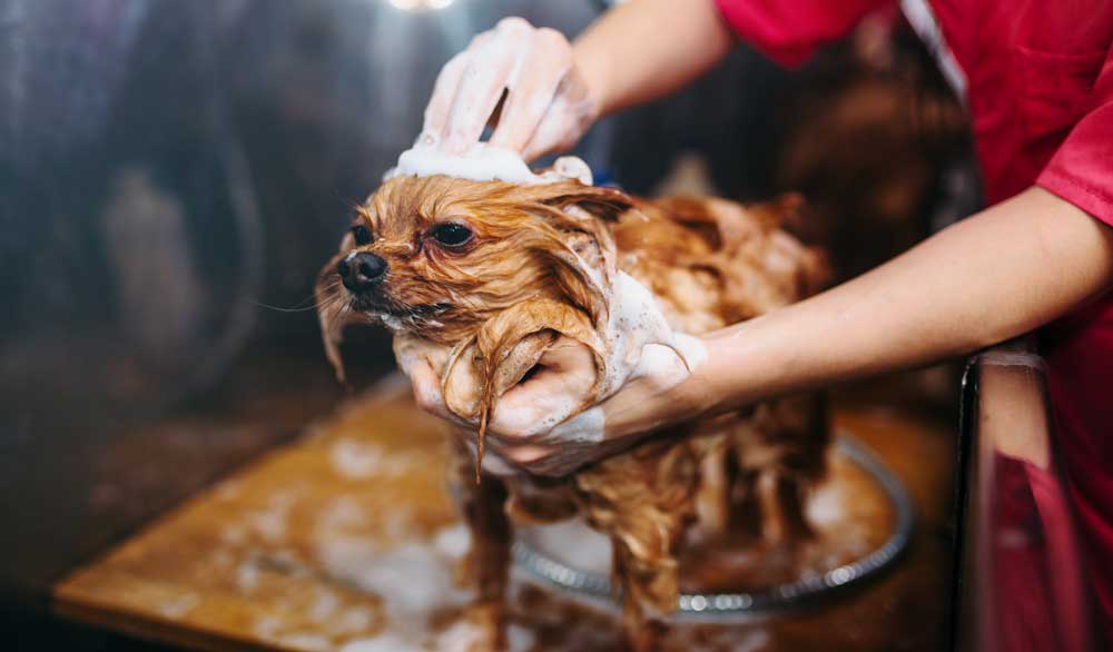 Ingredients to Avoid in Your Dog’s Shampoo
