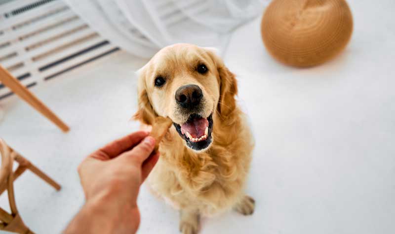 Single-Ingredient Treats Are the Best Choice for Your Dog