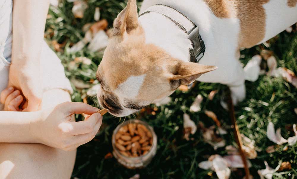 Why Single-Ingredient Treats Are the Best Choice for Your Dog